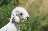 BEDLINGTON TERRIER 007